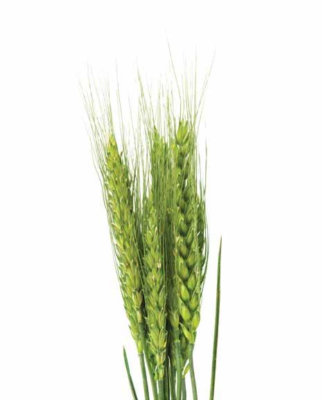 GOMBAÖLŐ SZEREK SÓLYOM 460 EC három hatóanyag a kompromisszumok nélküli hatékonyságért Hatóanyag: 167 g/l tebukonazol + 43 g/l triadimenol + 250 g/l spiroxamin Forgalmazási kategória: II.