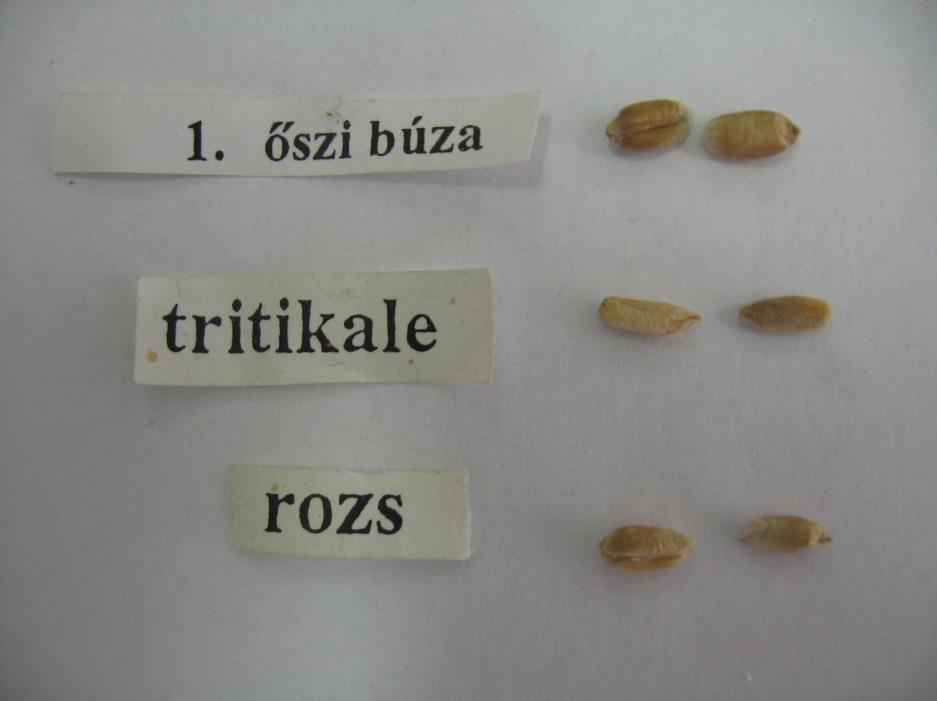 Közönséges búza Triticum