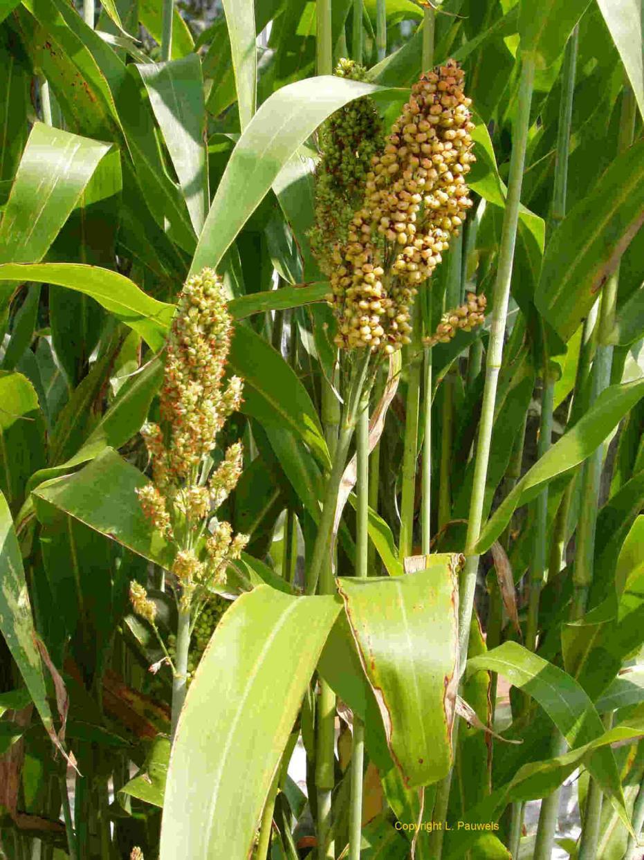 Szemes cirok - Sorghum bicolor emt:28-33g főleg kétivarú virágok sötét színű szemben több a tannin a