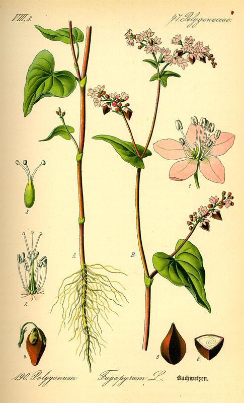 Pohánka - Fagopyrum esculentum Polygonaceae