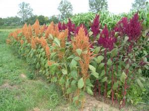 Amaranthus caudatus,