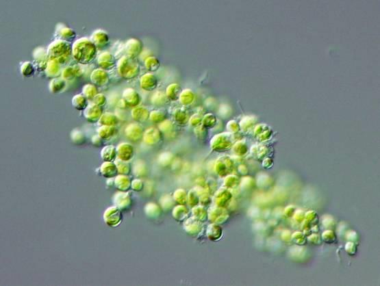 2.2 A vizsgált algafajok 2.2.1 Chlorella vulgaris Beij. (0-jelű törzs) 4-9 µm átmérőjű gömb alakú sejtek aggregátumokat képeznek a termesztés során (24. ábra).