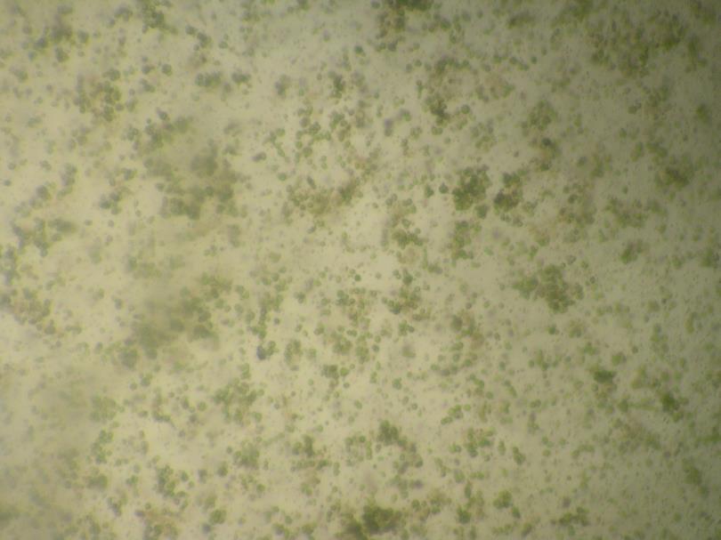 2.2.3 Bioplasma A bioplasma és a RaMbO algakultúrát a Péti Nitrogénművek bocsátotta rendelkezésre. A mérések alapján gyorsan szaporodik.