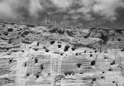 XL. tábla Plate XL 1. Hévforrás járat kovásodott dolomitban.