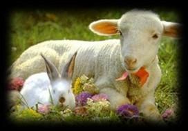 Barkaszentelés Jézus Jeruzsálembe vonulásának emlékünnepe a húsvét előtti, ún. virágvasárnap. A 6.
