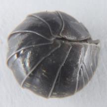 Protracheoniscus politus (b; 10 mm),