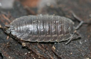 danicus (h; 3,5 mm), Trachelipus