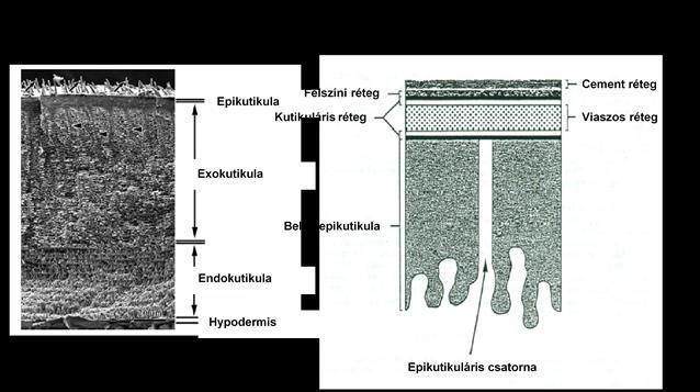 (2005) foglalkoztak kitint és szklerotizált fehérjéket tartalmaz. A szervetlen részt magnézium-kalcit, amorf kalcium-karbonát (ACC) és amorf kalcium-foszfát (ACP) alkotja (Becker et al.