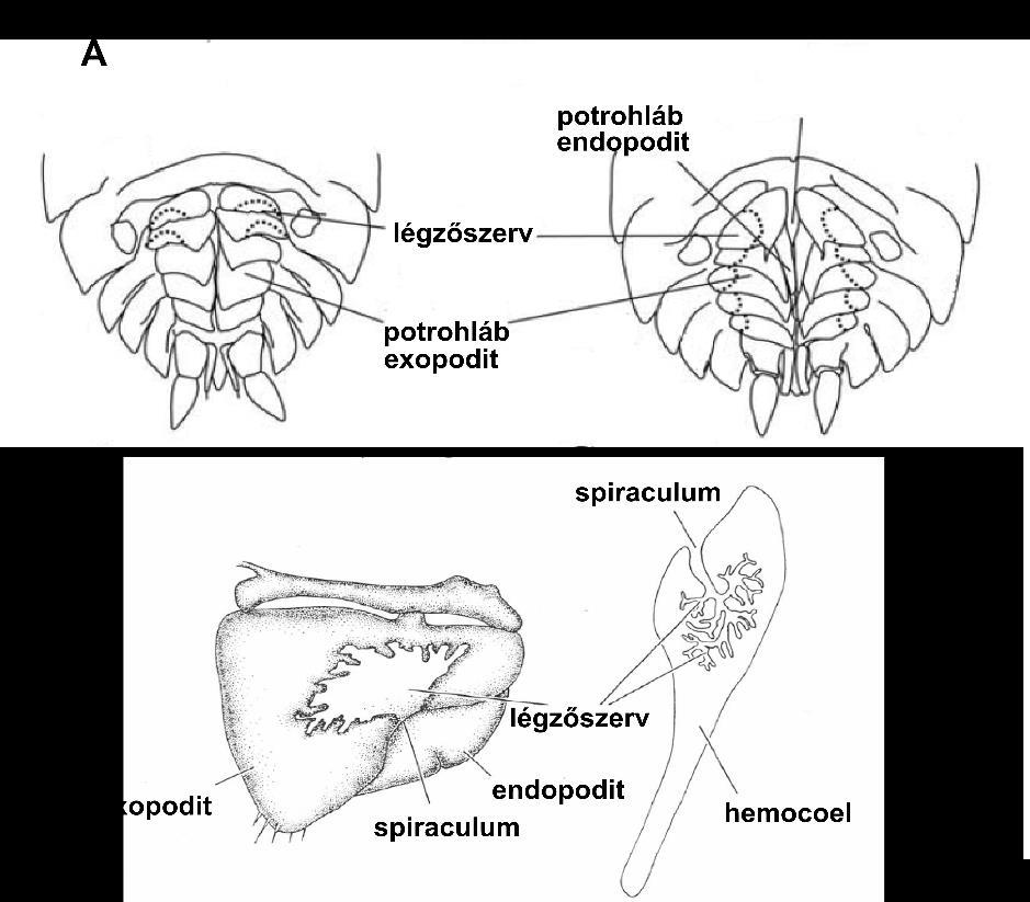 potrohláb endopodit légzőszerv potrohláb exopodit spirákulum exopodit spirákulum légzőszerv hemolimfa 4.