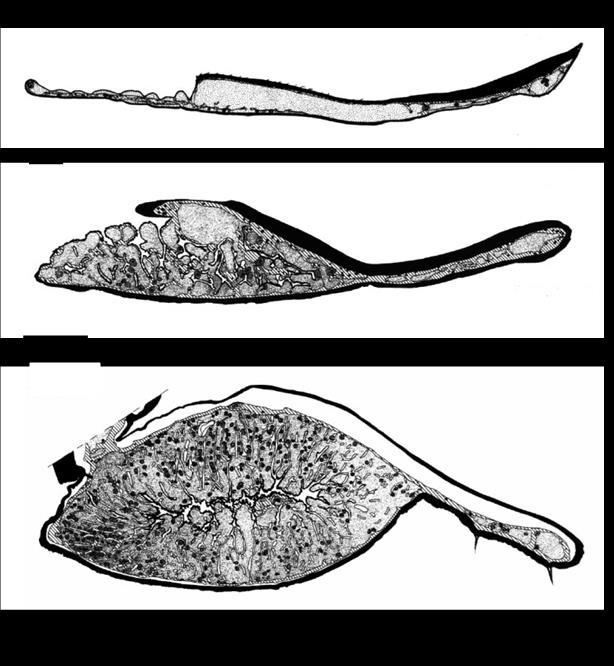 felépítést mutat (Paoli et al. 2002). A fejlettebb, szárazföldi életmódhoz jobban alkalmazkodott fajok, mint pl.