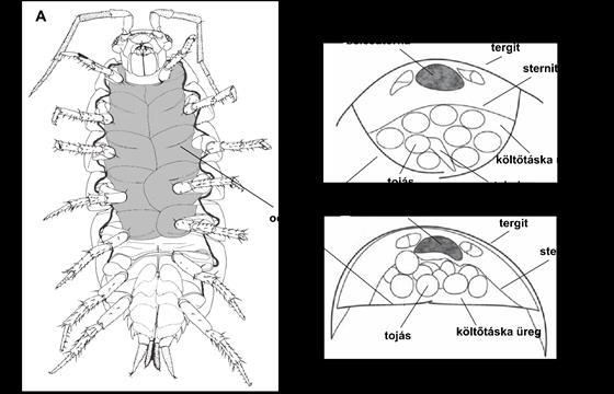 6. ábra: A: A nőstények ventrális oldalán megjelenő költőtáskát levélszerű képződmények ún. oostegit-ek borítják (szürke színezés) (eredeti ábra: Schmidt 2008).
