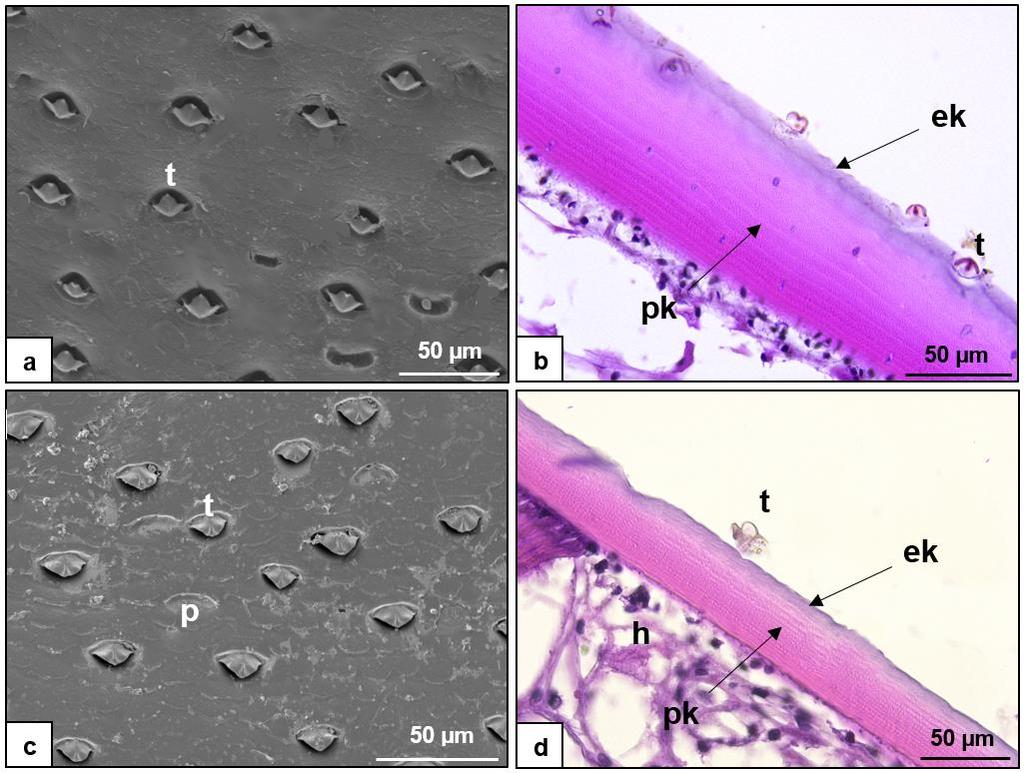 h 16. ábra: Az Armadillidium fajok ( ) kültakarójának (tergit) felszíne (scanning