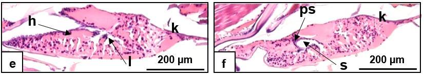 vulgare (SEM: a, b; FM: c, d), A.