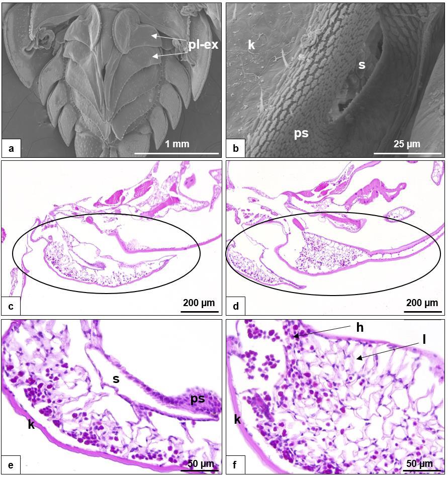 33. ábra: A Porcellionides pruinosus faj ( ) légzőszerve SEM (a, b) és FM felvételeken (c-f).