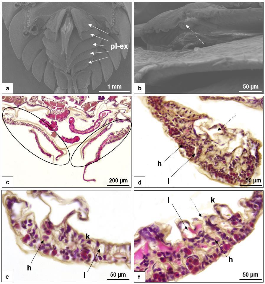 36. ábra: A Trachelipus rathkii faj ( ) légzőszerve SEM (a, b) és FM felvételeken (c-f).