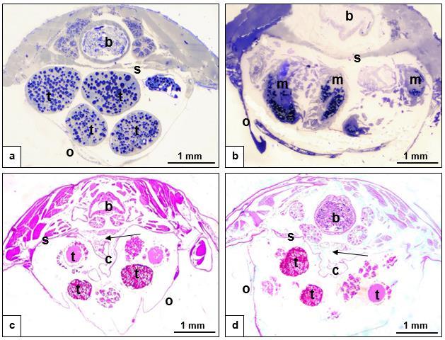 40. ábra: A Porcellium collicola (a) a Trachelipus rathkii (b), a Protracheoniscus politus (c) és az Orthometopon planum (d) költőtáskájának keresztmetszete.