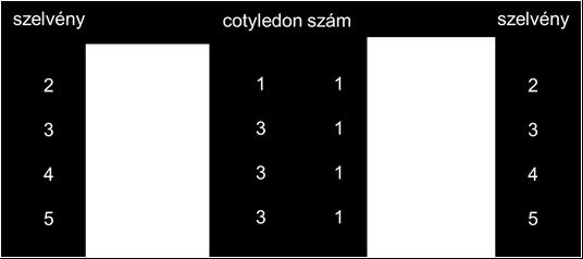 A Cylisticus convexus kiboncolt költőtáskájában ujjszerű kitüremkedésekként megjelenő cotyledonok (a) sztereomikroszkópos és (b) SEM felvételen.