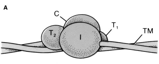 A troponin szerepe Eckert: Animal Physiology, W.H.Freeman and Co., N.Y.,2000, Fig. 10-16.