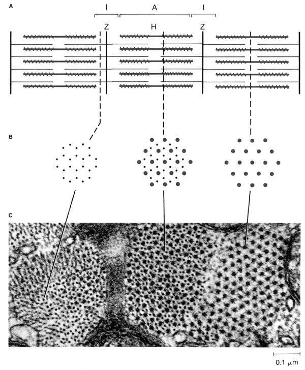 A szarkomer keresztmetszete Eckert: Animal Physiology, W.H.Freeman and Co., N.Y.,2000, Fig. 10-3.