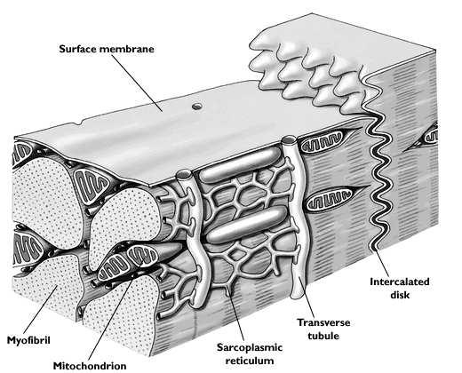 A szívizom sok hasonló, sok eltérő vonás a vázizomhoz képest automáciás ingerületképzés csak diffúz, modulációs beidegzés egy sejtmagvú, valódi sejtek elektromos szinapszisok - funkcionális