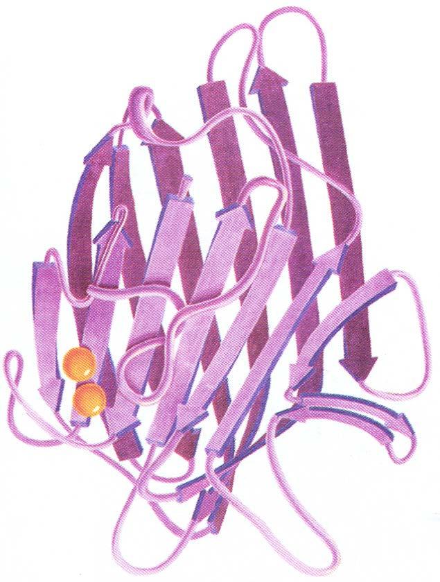 Antiparallel β-réteg a