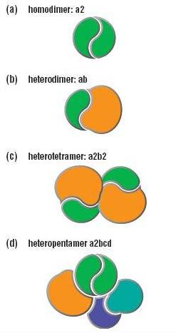 Negyedleges szerkezet
