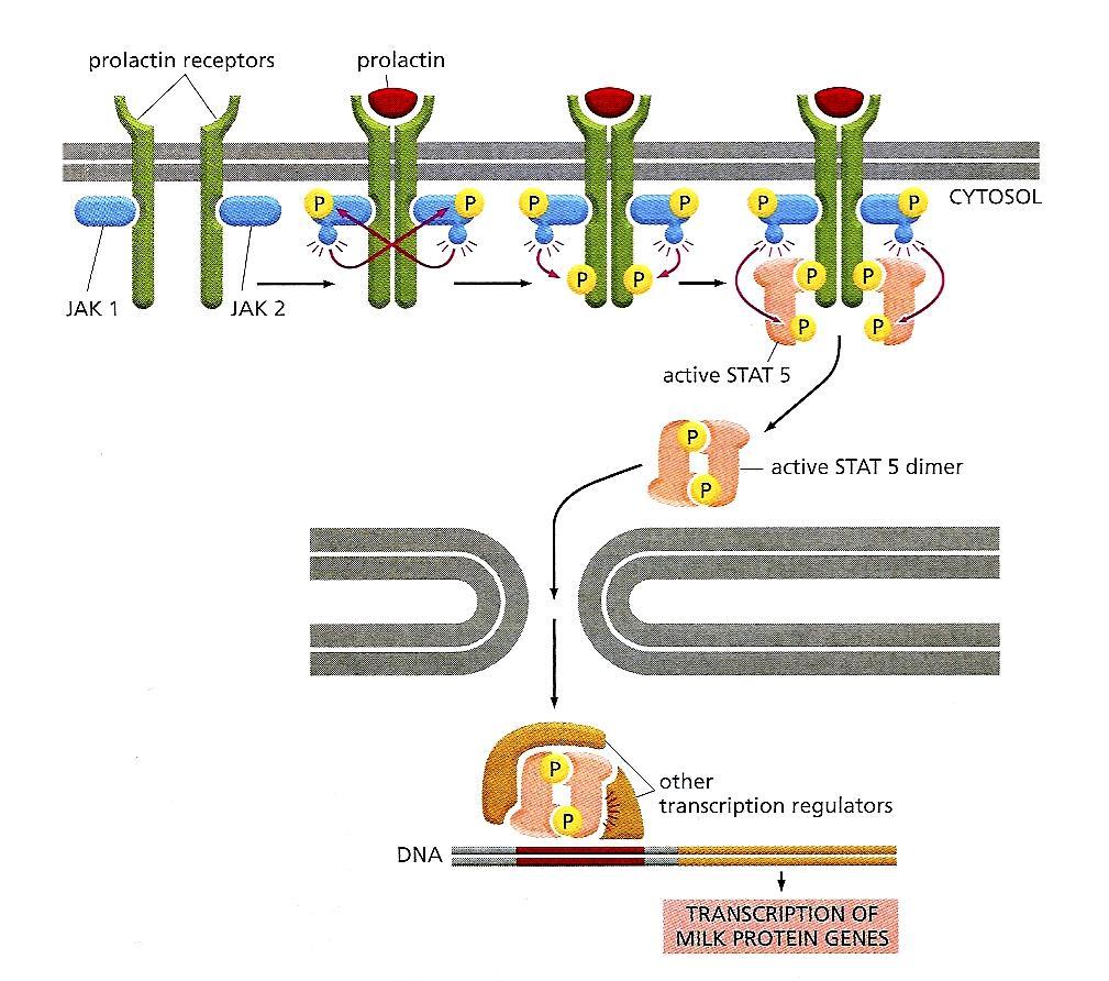 A PROLAKTIN RECEPTOR SZIGNÁLTRANSZDUKCIÓJA JAK: Janus