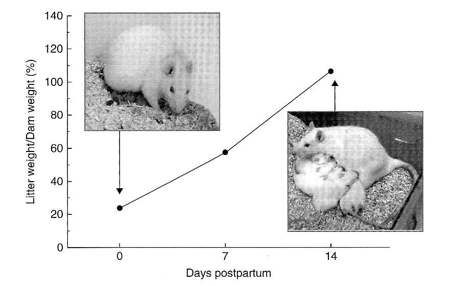 A METABOLIKUS TERHELÉS