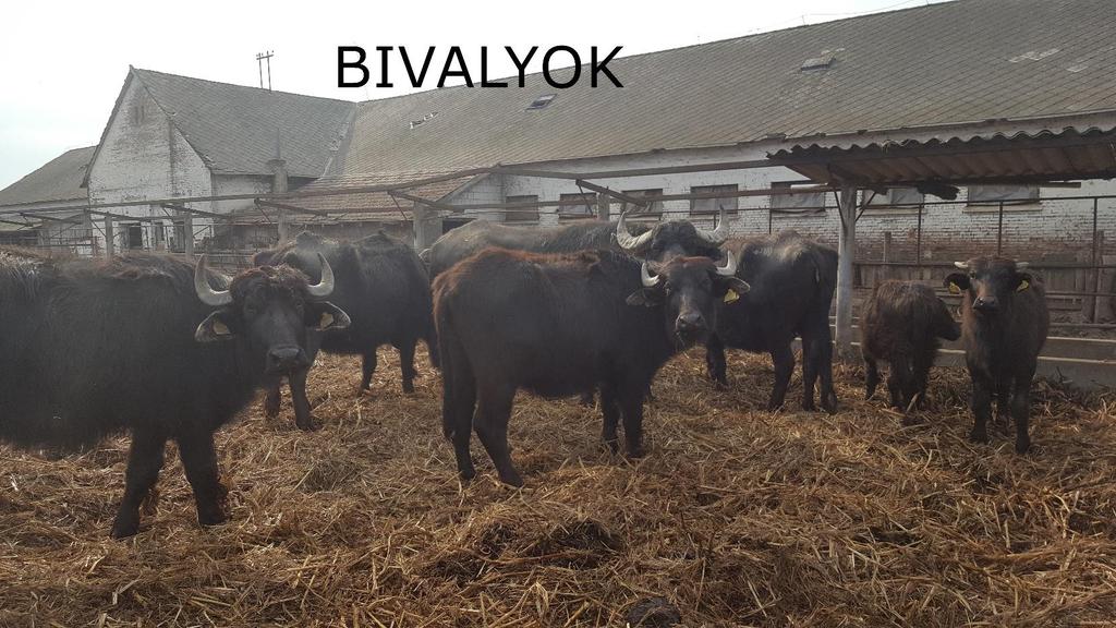 bivaly: