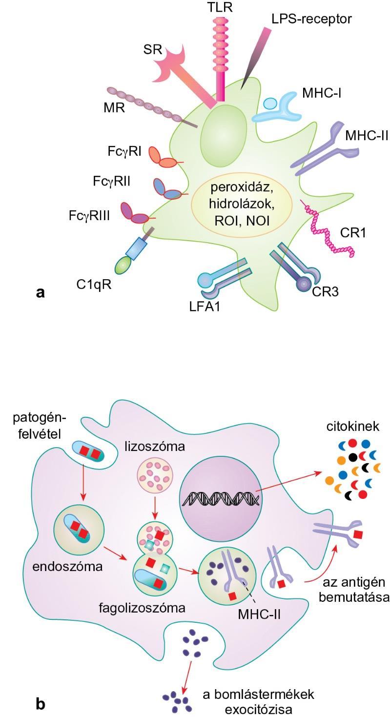 3.7. ábra Monociták és makrofágok legfontosabb sejtfelszíni molekulái és funkciói - patogén-felismerő receptorok (PRR Pathogen Recognition Receptor) -opszonikus fagocitózis