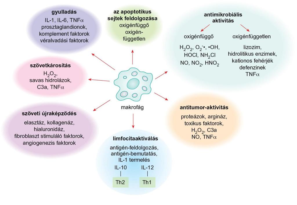 3.12. ábra Makrofágok szerepe