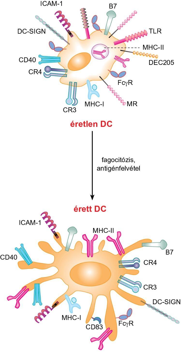3.14. ábra Dendritikus sejtek felszíni molekulái és differenciálódásuk patogén/antigén-felismerés