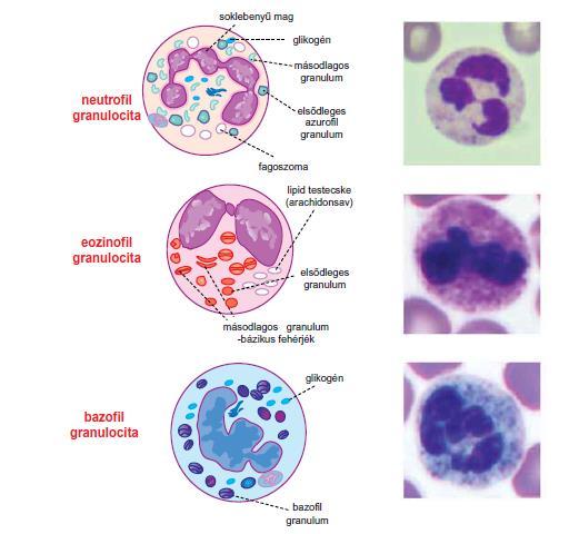 3.15. ábra Granulociták populációi és funkciói vérben a
