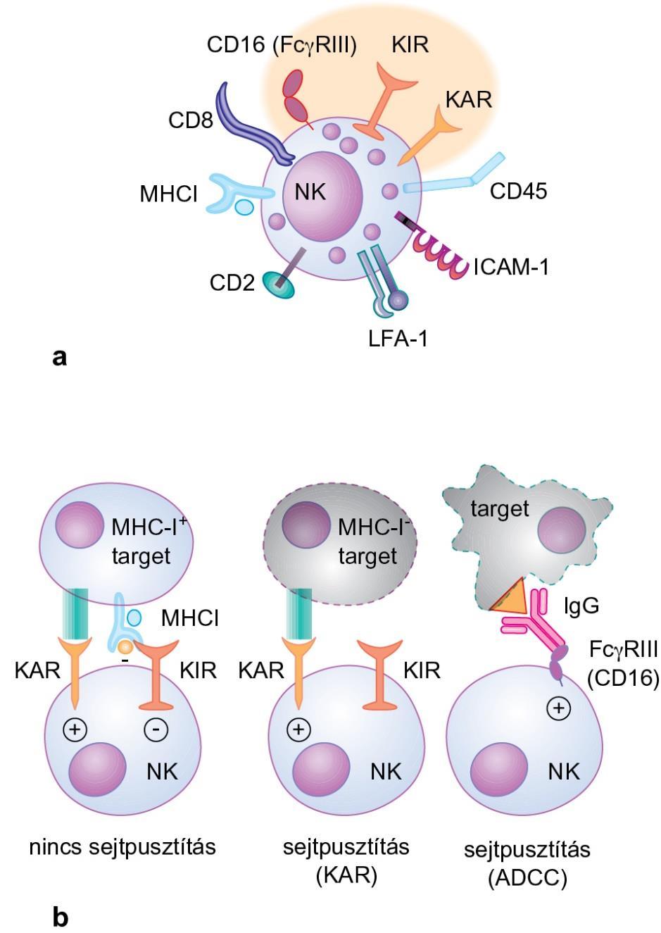 3.20. ábra A természetes ölősejtek (NK-sejtek) sejtfelszíni molekulái és funkciói Az elpusztítandó