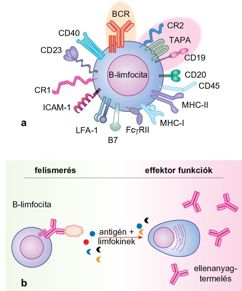 3.22. ábra B-limfociták