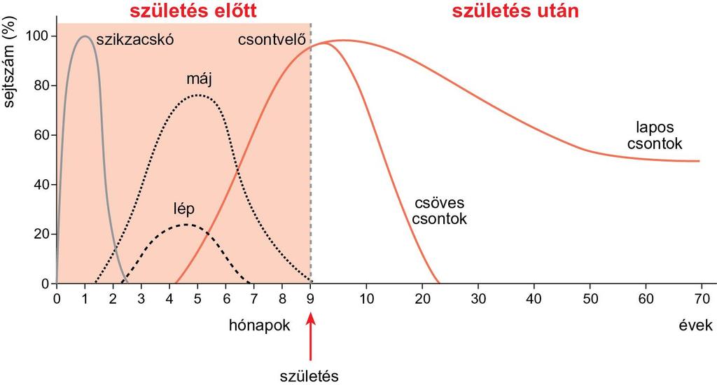 3.1. ábra A vérsejtek képződésének helyszínei az élet folyamán