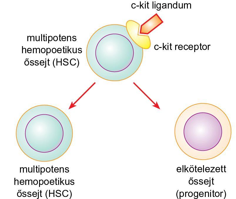 3.2. ábra A hemopoetikus őssejt aszimmetrikus osztódása Osztódási aszimmetria modell az utódsejt sorsát meghatározó faktorok (mrns, fehérjék) nem egyenlő