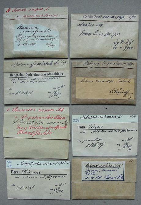 Lőkös LászLó & BaLogh Lajos: herbarium PiersianuM 2. Piers ViLMos herbáriumának zuzmói a szombathelyi savaria MúzeuMBan 4. Cladonia bellidiflora Ach., [syn.] Caenomyce b. Ach., Patellaria polycephala Wall.