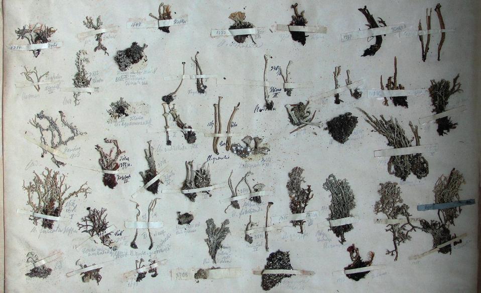 Lőkös LászLó & BaLogh Lajos: herbarium PiersianuM 2. Piers ViLMos herbáriumának zuzmói a szombathelyi savaria MúzeuMBan 4. ábra.