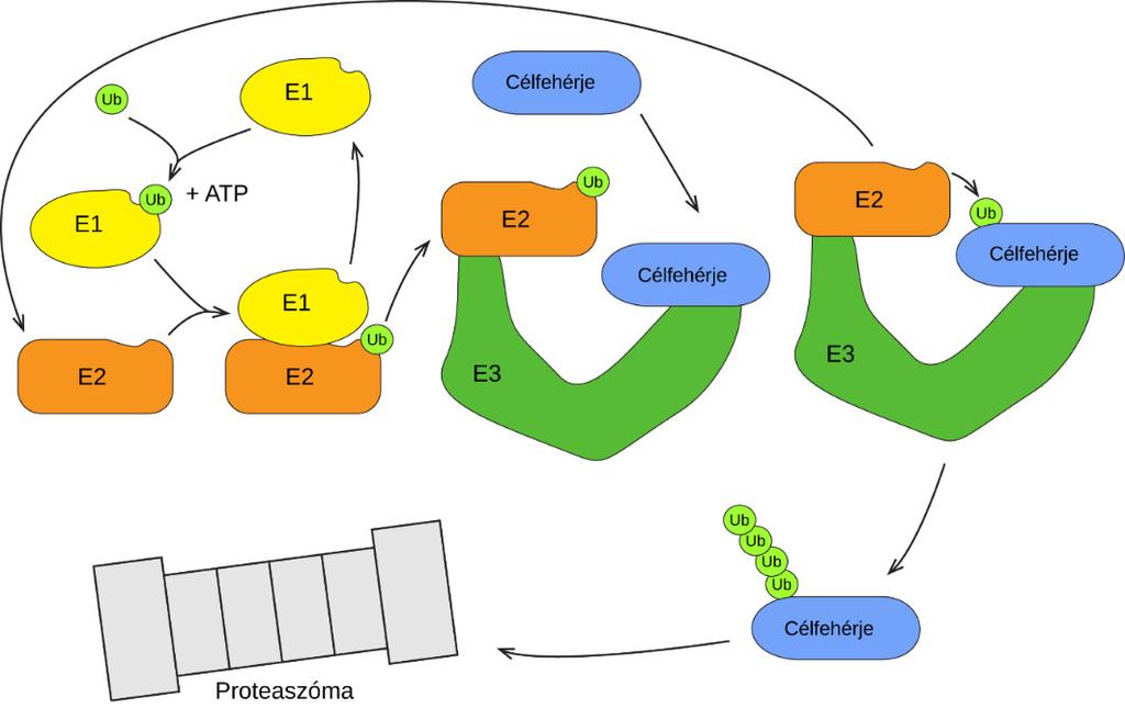 ubikvitin konjugáló enzimek átveszik az aktivált ubikvitineket az E1 enzimektől, az ubikvitin így a saját aktív centrumjukban található ciszteinre kerül.