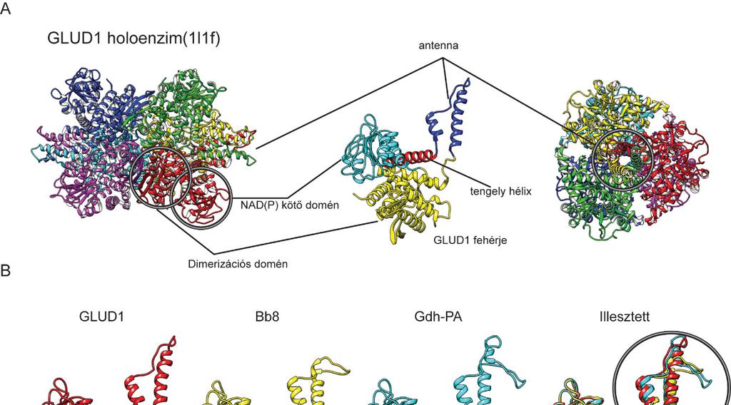 7. Ábra A glutamát dehidrogenázok szerkezeti elemzése (A) Az 1l1f GLUD1 molekula szerkezete és a GLUD1 fehérje és a 6 db GLUD1 fehérjéből álló glutamát dehidrogenáz holoenzim szerkezete (B) A Gdh és