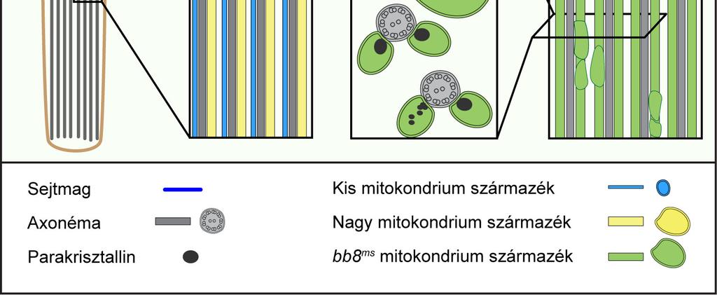 A Bb8 fehérje hiánya megamitokondrium képződést, mindkét mitokondrium származékban történő parakrisztallin felhalmozódást és abnormális parakrisztallin szerkezetet eredményez.