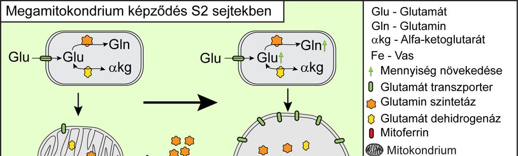 33. Ábra Megamitokondrium képződés molekuláris háttere S2 sejtekben, és feltételezett mechanizmusa a spermatidák mitokondriumaiban.