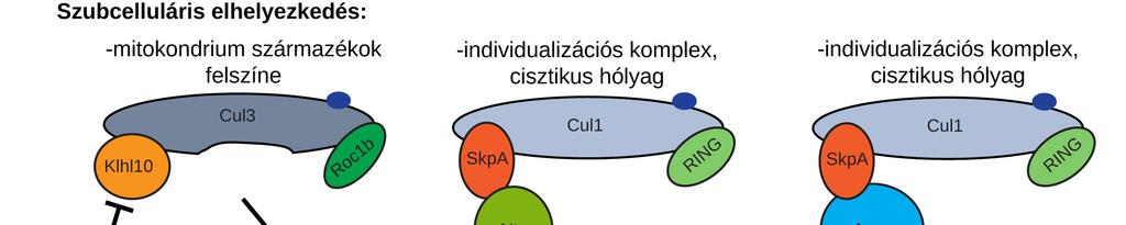a Ctp-n kívül még más citoszkeletális fehérjék mutánsai (miozin VI, miozin V, Dlc90F) is hasonló fenotípust mutatnak az individualizáció során (Mermall és mtsai. 2005; Hicks és mtsai.