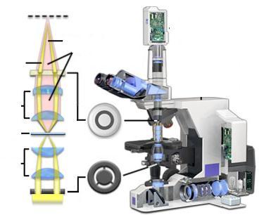 3. Fázis-kontraszt mikroszkópia kép nincs diffrakció (S) diffrakció (D) objektív minta kondenzor FÁZISGYŰRŰ rápárologtatott réteggel ellátott lemez a hengerpalást mentén jövő (összehasonlító)