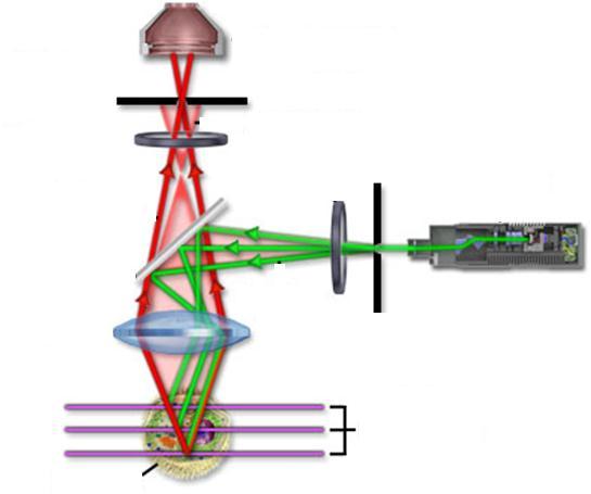 Konfokális mikroszkópia - Alapelvek KONJUGÁLT FOKALITÁS : KONFOKÁLIS detektor emisszió