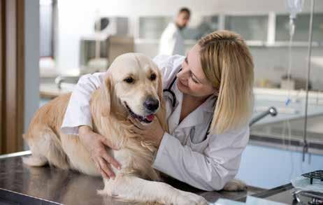 Anaestamin 100 mg/ml oldatos injekció A.U.V.: új ketamin készítmény társállatok és haszonállatok számára! Írta: Dr. Tilly Péter Az Alpha-Vet állatgyógyászati Kft.