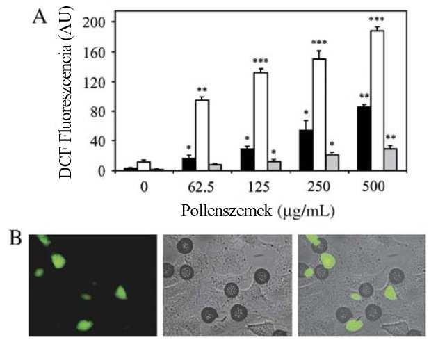 14. ábra. A parlagfű pollen (RWP) kezelés megnöveli tenyésztett epitél sejtekben a ROS szintjét (A) Dózisfüggő DCF fluoreszcencia növekedés RWP-nel kezelt primer NHBE sejtekben.