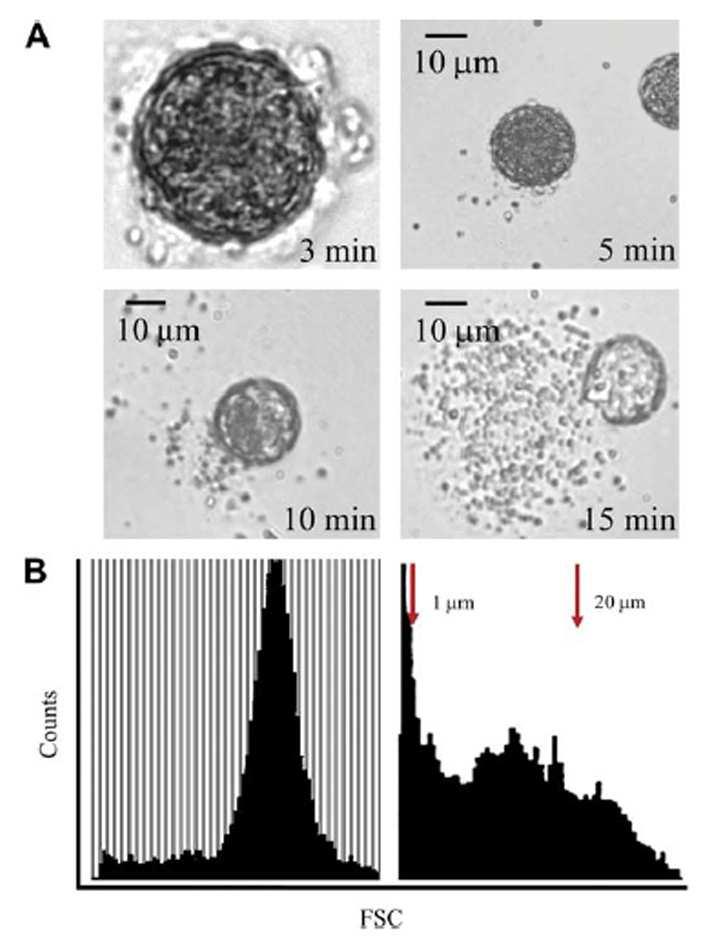 A következőkben megvizsgáltuk, hogy az intakt pollenszemekben és a pollen kivonatokban kimutatott NAD(P)H oxidázok jelen vannak-e a SPP-kban is.