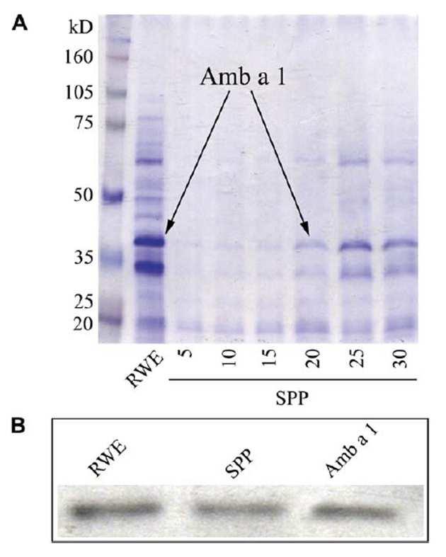 is, ez valószinűleg az Amb a 1 proteinnek, a parlagfű pollen egyik fő allergénjének felel meg. Western blot analízissel sikerült igazolnunk az Amb a 1 jelenlétét a parlagfű SPP-kban (20. B ábra).